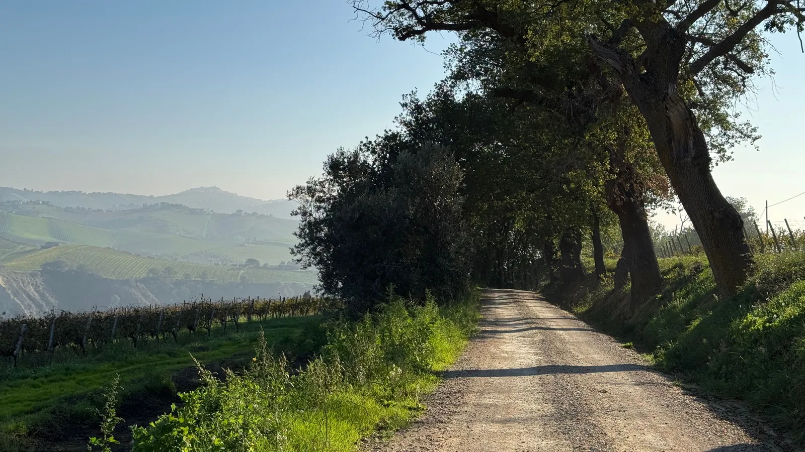 Rolling vineyards and cypress trees on a Tuscan hillside along the Chianti wine road in Italy